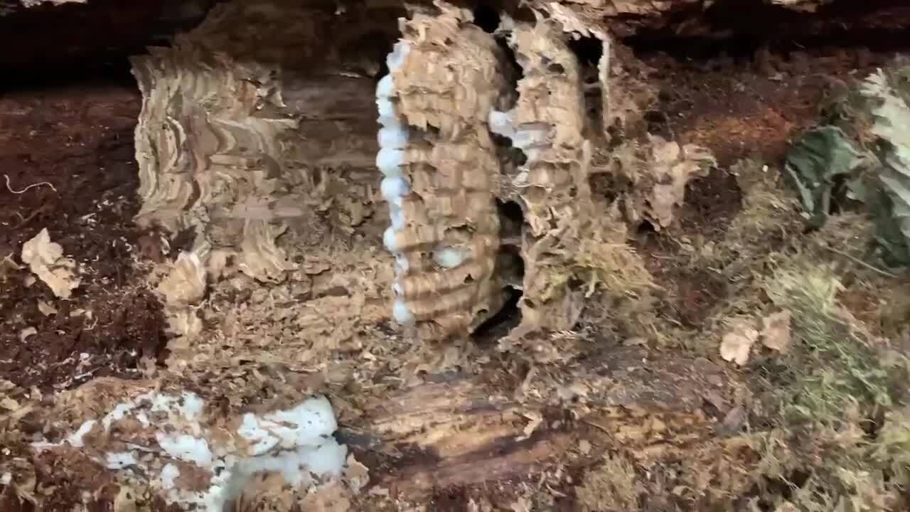 First nest in the U.S. has more than 500 so-called ‘murder hornets’ in stages of growth