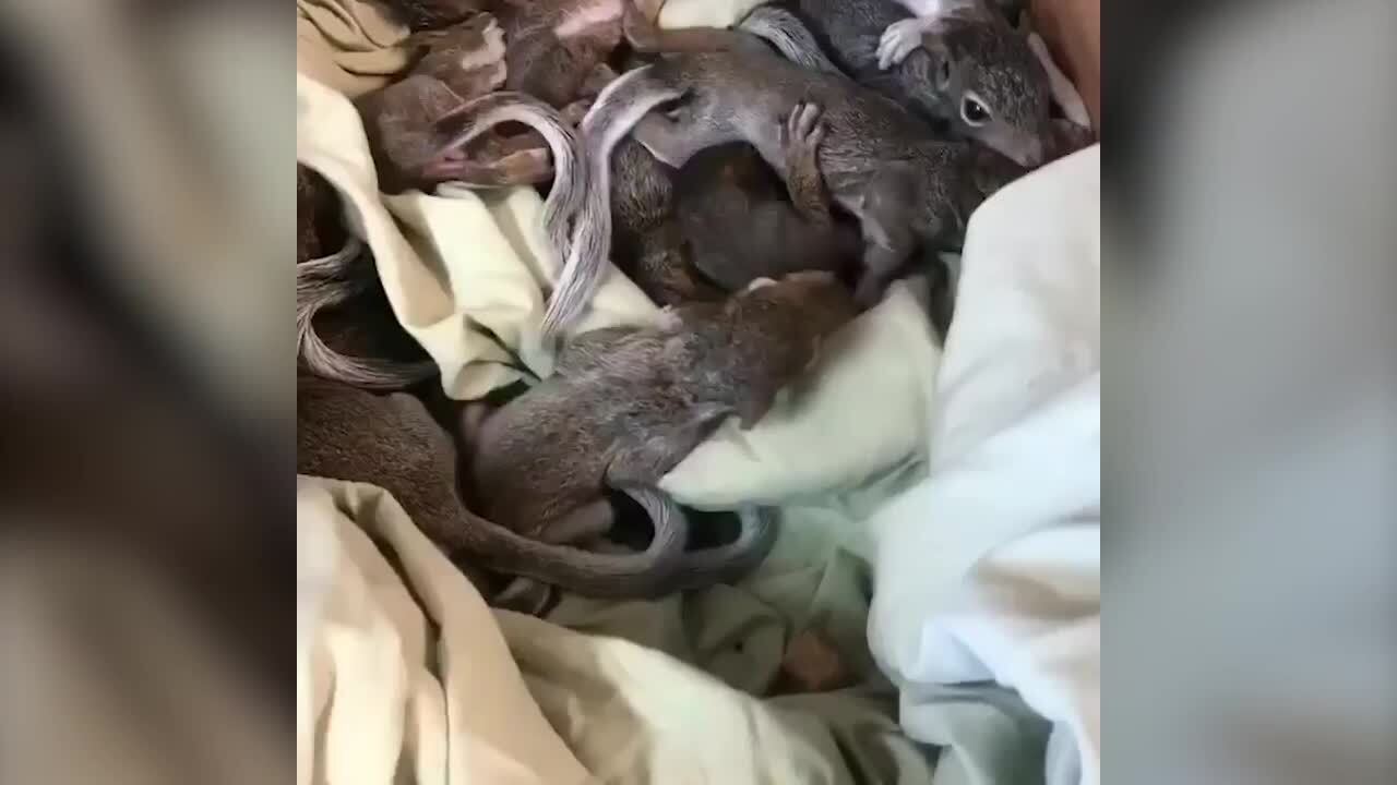Orphan squirrels? After Dorian, NC rescuers save hundreds left injured and alone