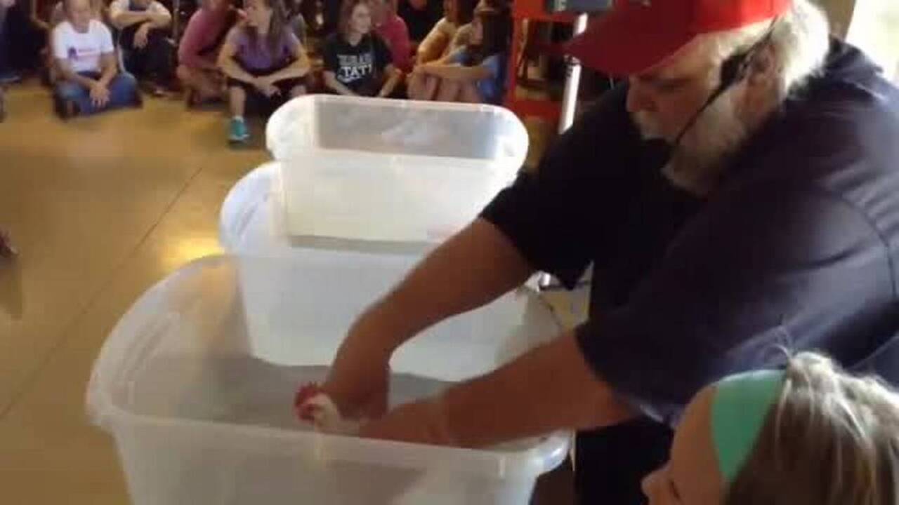 How to give a chicken a bath