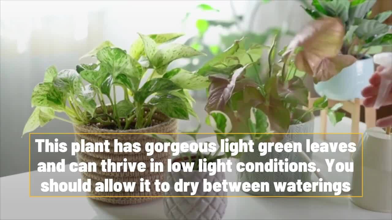 Four mood-boosting houseplants that will brighten your space