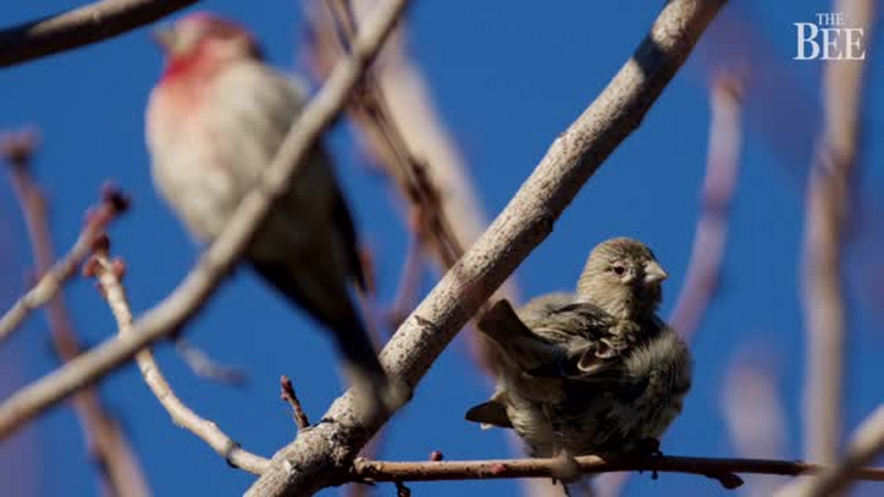 Video: Great Backyard Bird Count