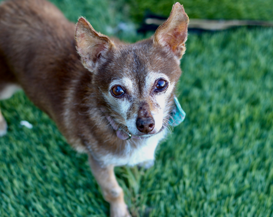 Pet Tales: Papa the terrier mix is looking for a new home