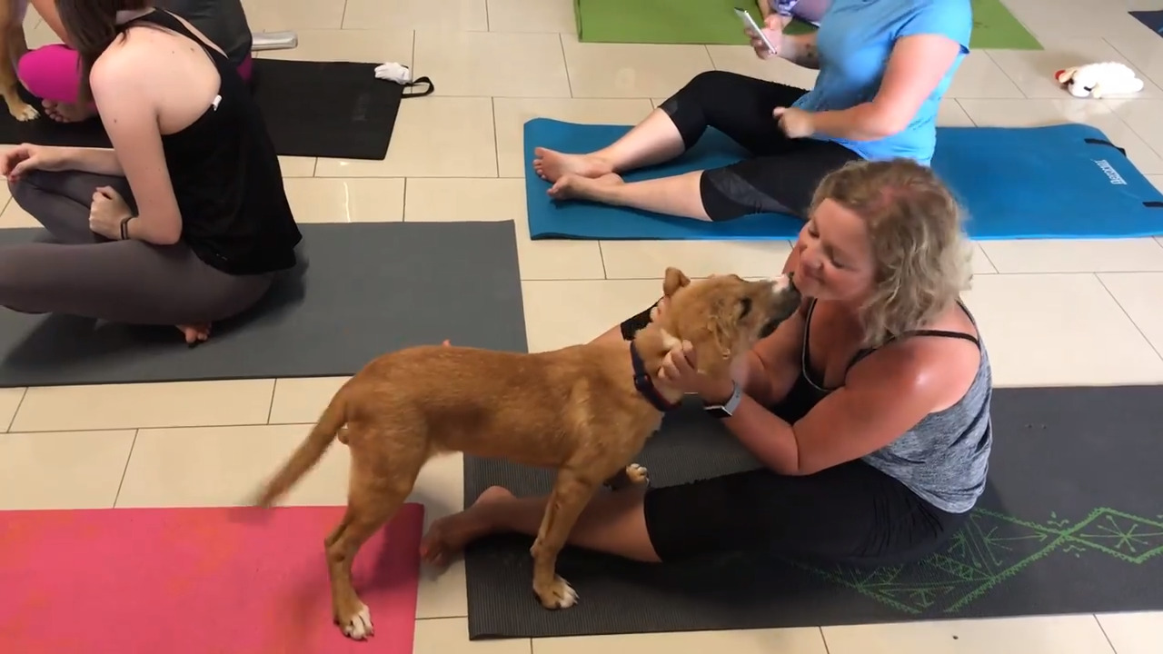 Are you down, dog? Yoga and dogs at Meridian Canine Rescue