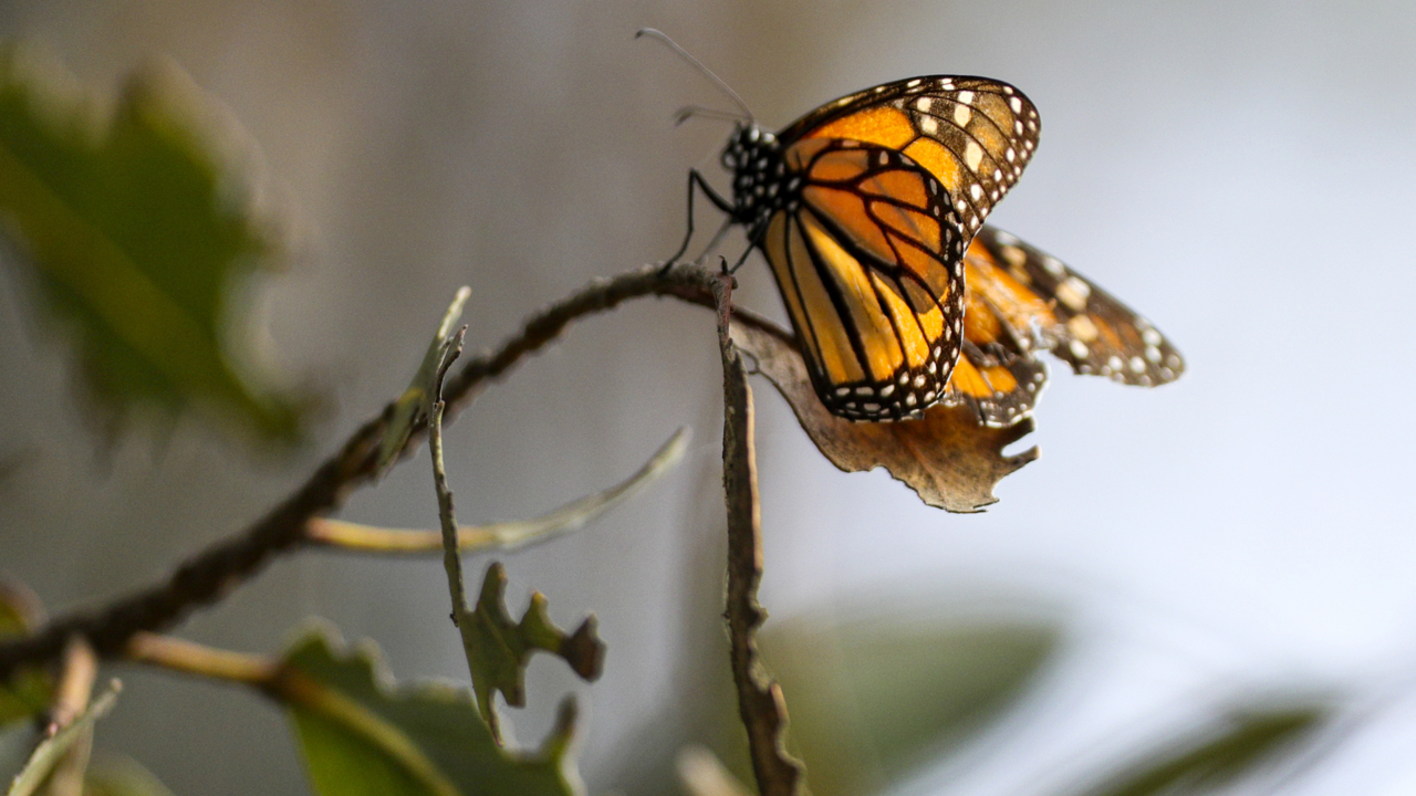 Monarch butterfly population plummets at Pismo Beach grove: ‘These numbers are so bad’