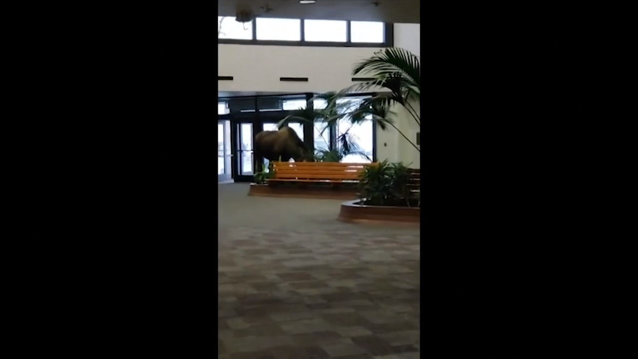 Moose wanders into hospital building in Alaska