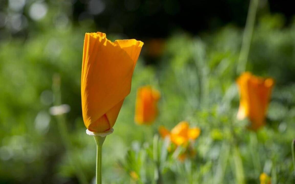 In the heat of summer, take extra care giving plants the shade and water they require