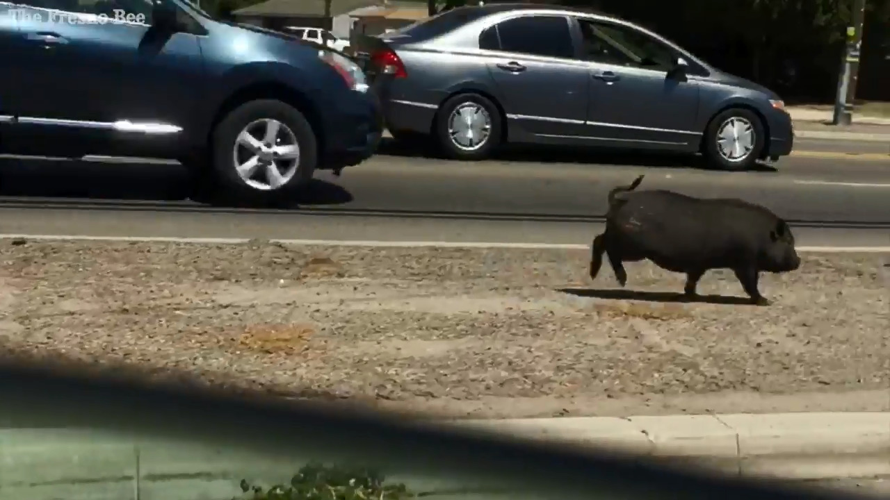Missing pot-bellied pig runs alongside Fresno traffic