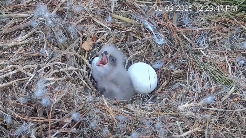 Video from Hilton Head Eagle Cam shows wobbly eaglet as parents are away
