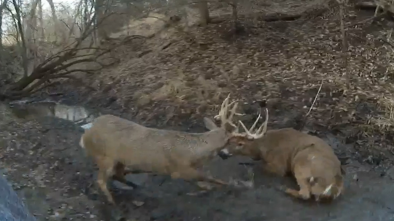 Kansas game warden frees tangled deer with a single shot, video shows