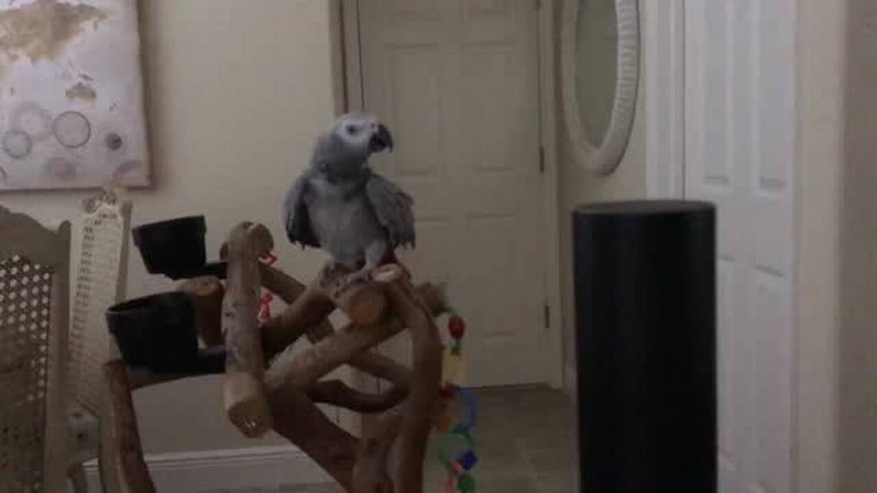 Parrot learns to turn on house lights with help from Alexa