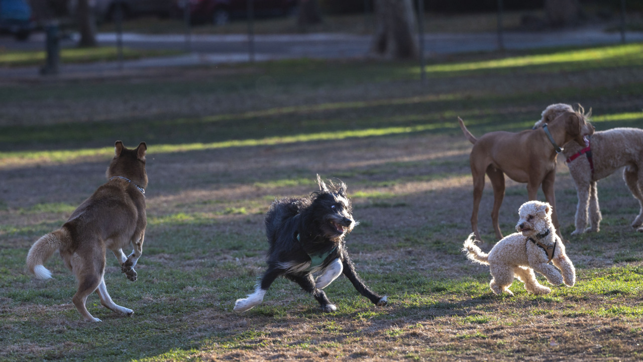 ‘That would be a shame.’ Dog owners react to Sacramento’s plans to end pseudo dog park