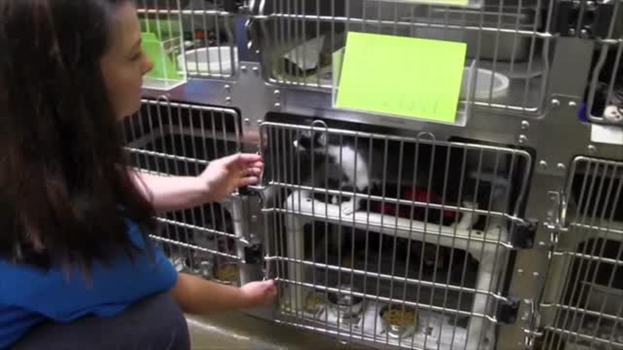 Humane Society offering adoption specials
