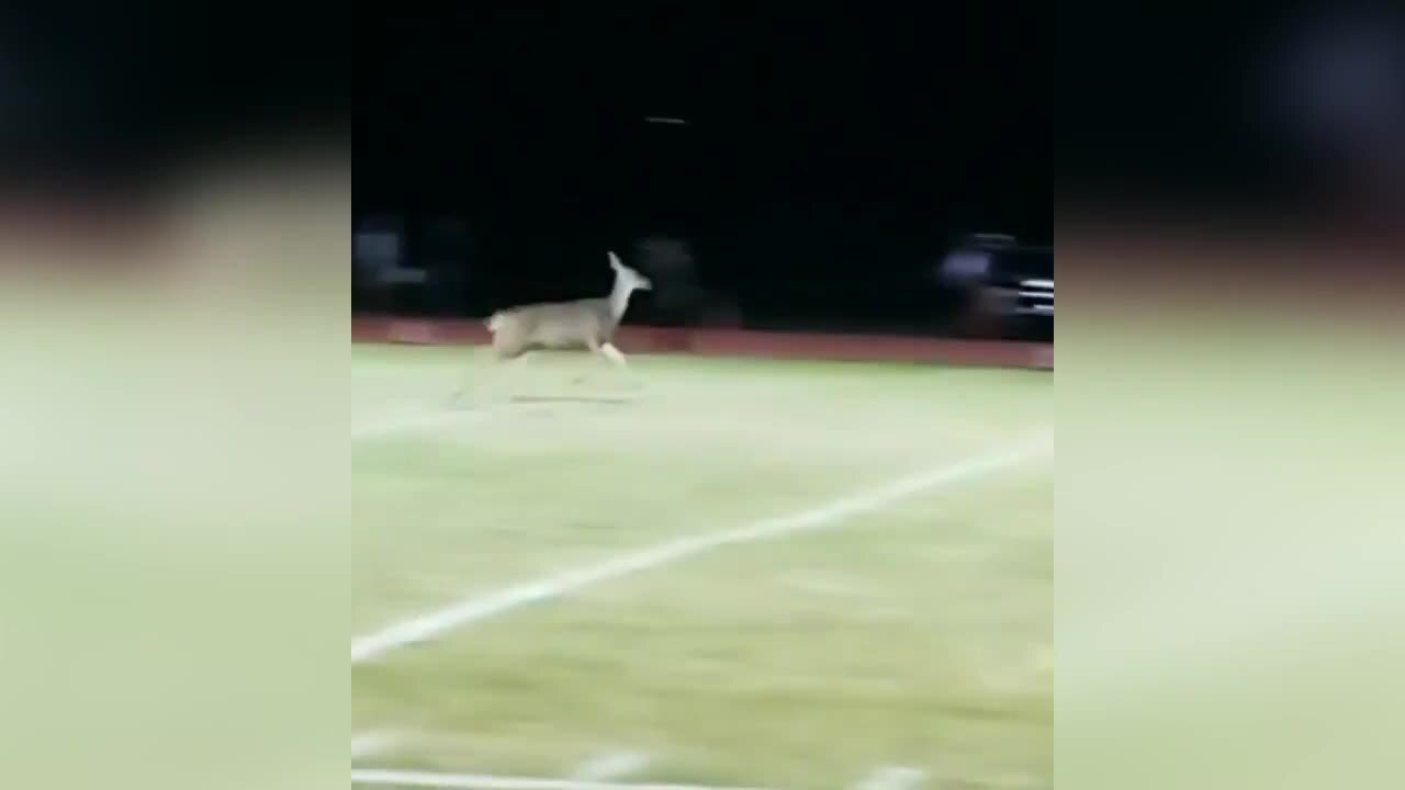 Deer sprints across football field ahead of player’s 90-plus yard touchdown run