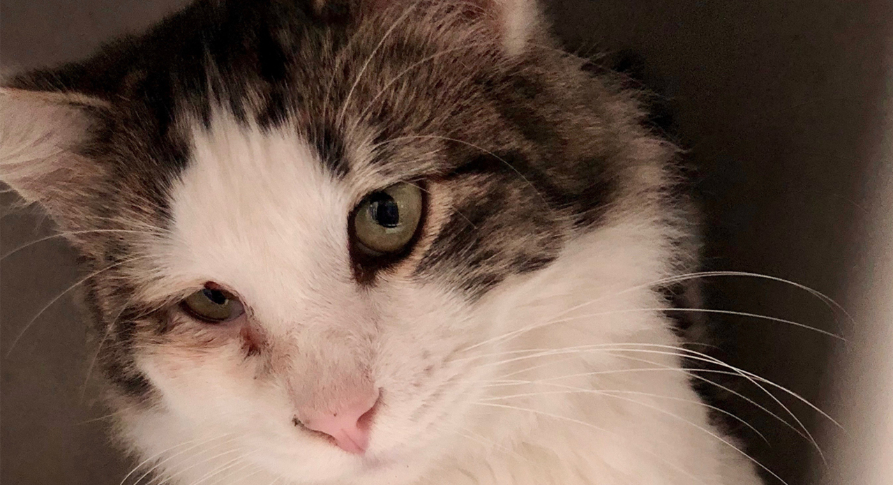 Pet Tales: Meet Tony, a 2-year-old cat ready for his forever home