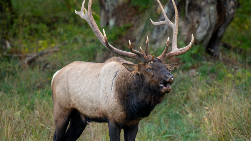 It's bugling elk season, Pierce County!