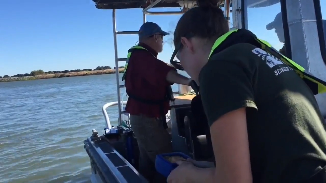Video: Algae blooms on the Delta
