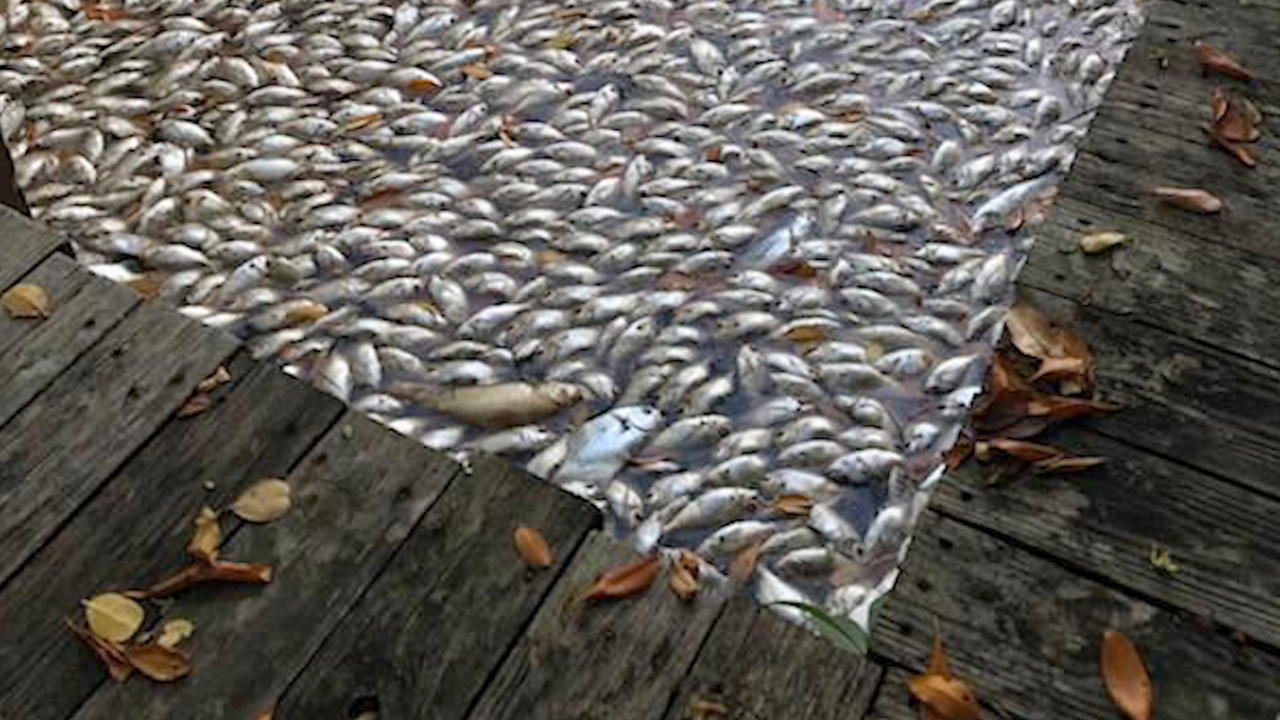 Florida Influencers: Tallahassee politicians are failing to protect Florida’s environment