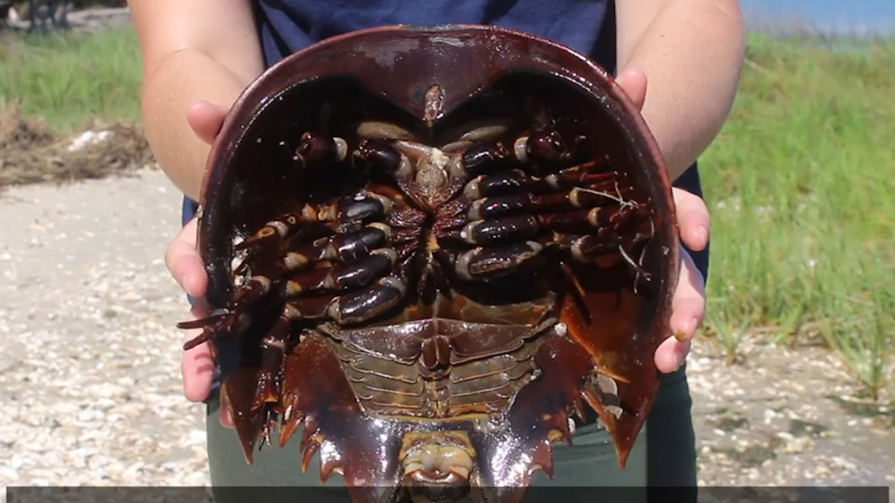 Horseshoe crabs can flip over and get stuck. Here’s how to help them