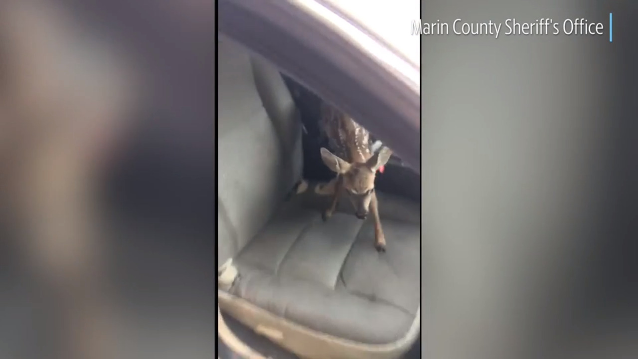 Watch fawn get stuck, clumsily leap out of patrol car