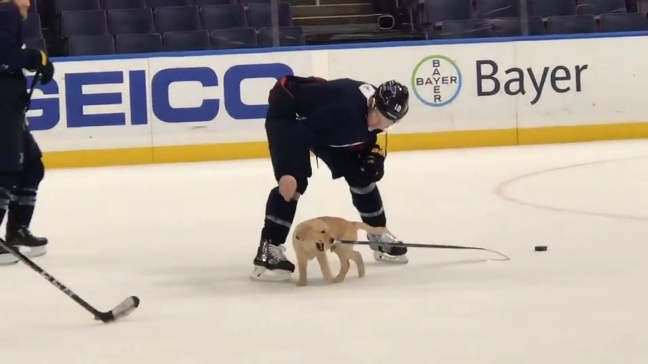 St. Louis Blues’ adopted puppy hits the ice to practice with team