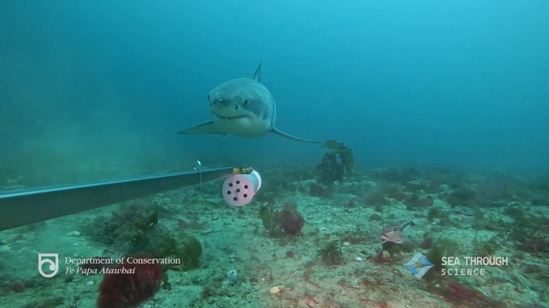 Great white shark seen on underwater camera in New Zealand