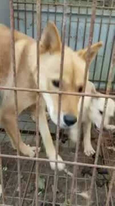 Animal rescuers reunite mother dog and her puppy