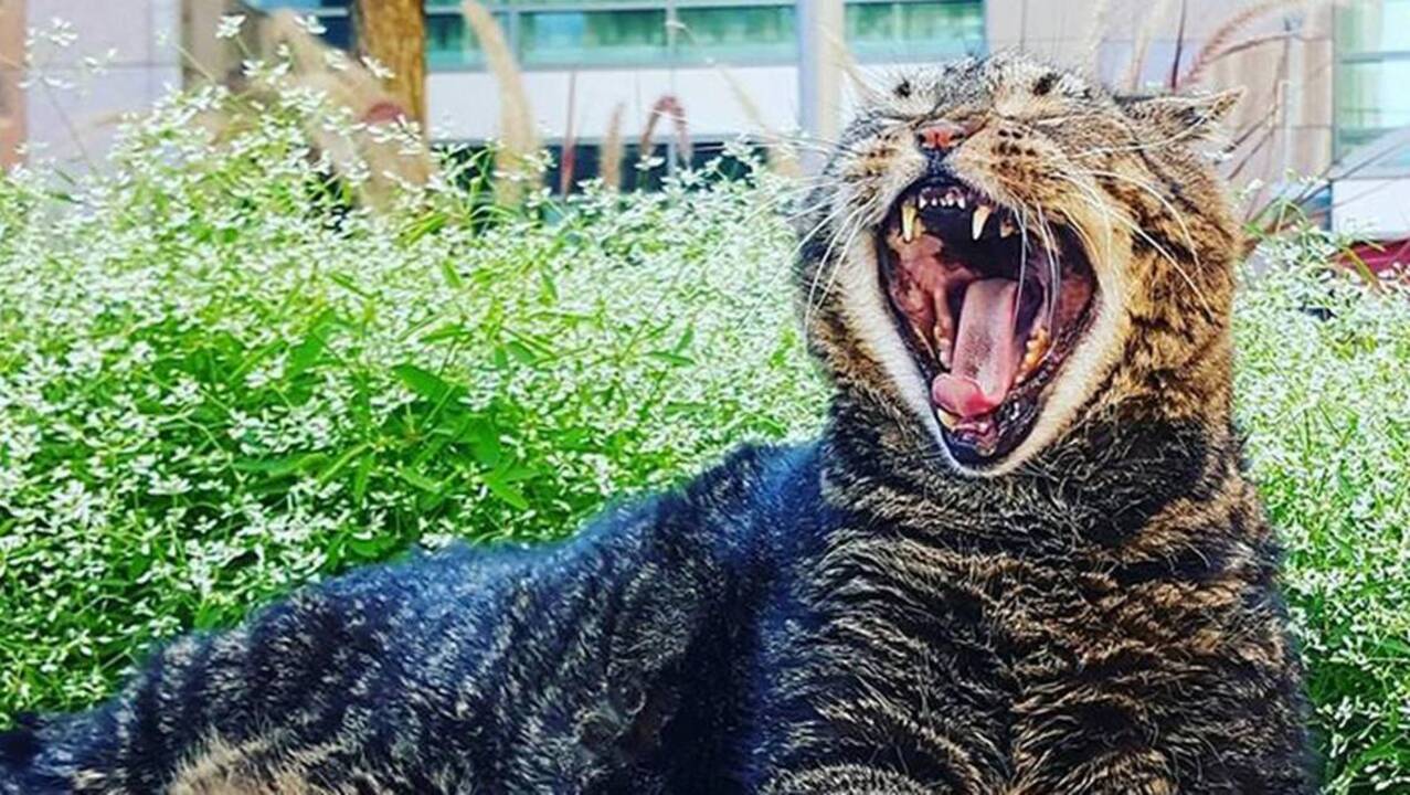 Meet this walking cat who’s losing weight and finding celebrity in downtown Raleigh