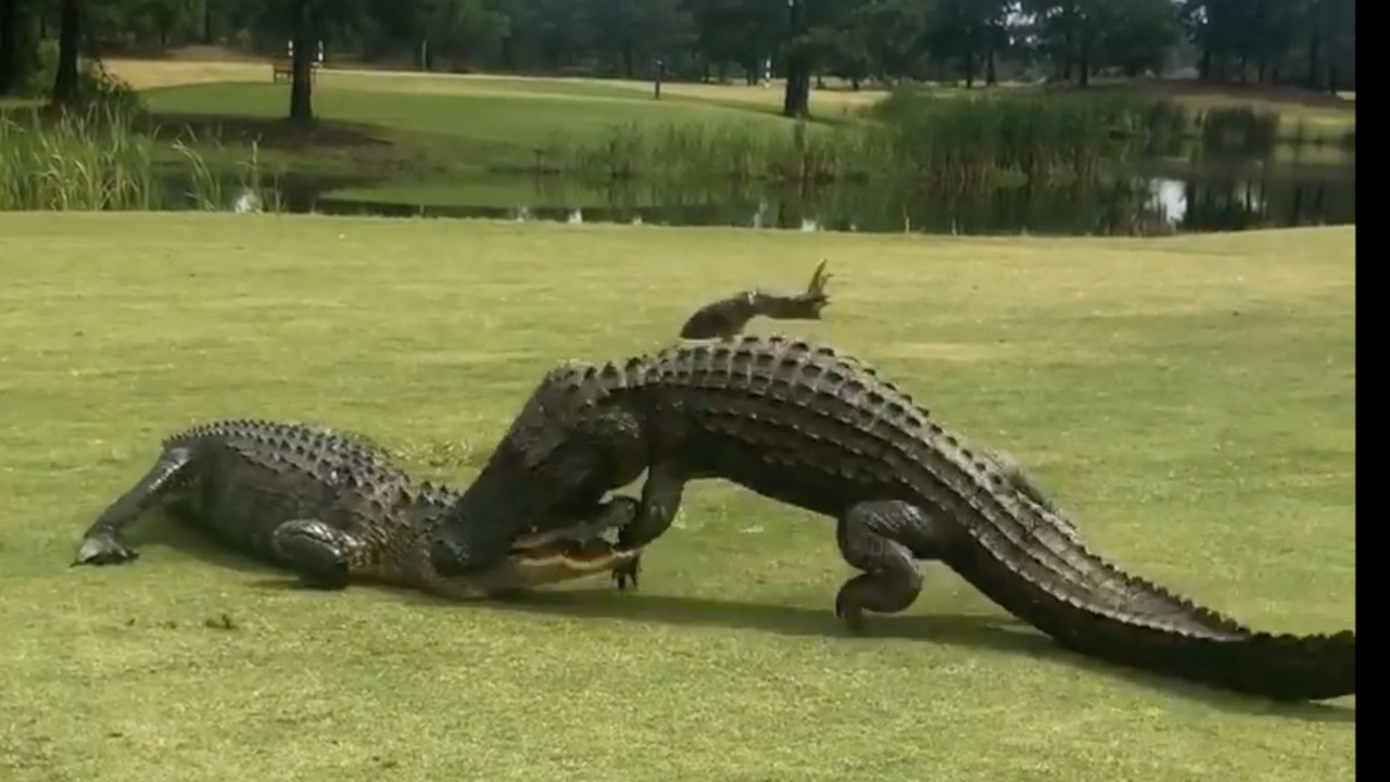 2 alligators lock jaws on the 18th hole of a SC golf course