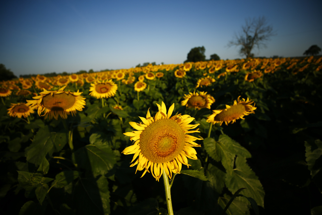 Aerial footage of sunflowers in Bourbon County