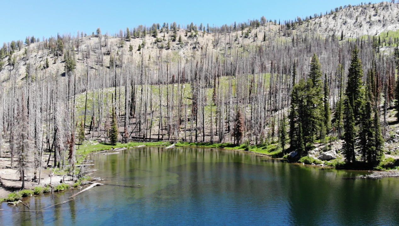 A tranquil lake, stunning wildflowers and a moderate hike: This could be the trail for you