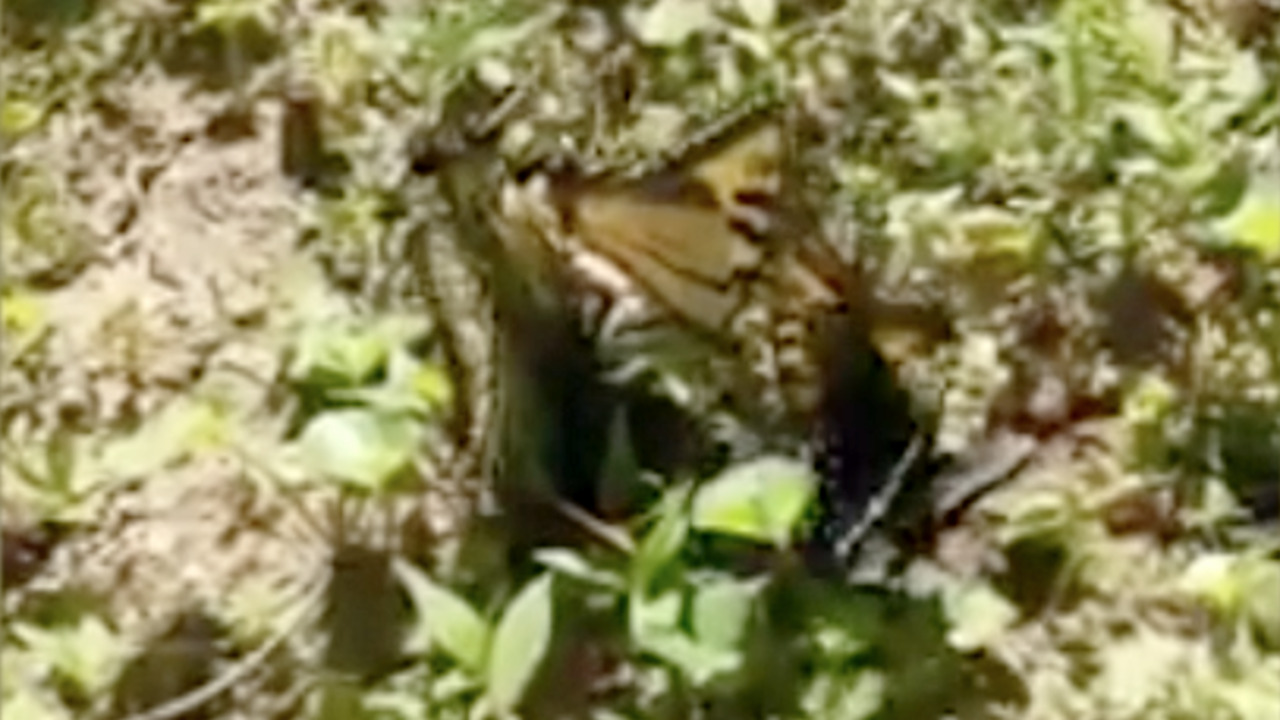Why do butterflies cluster on the ground?