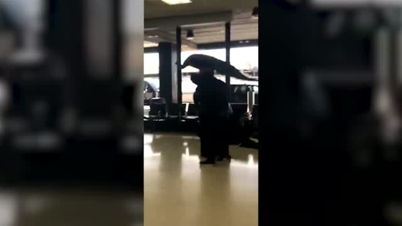 Woman tries to board United flight with peacock as comfort animal