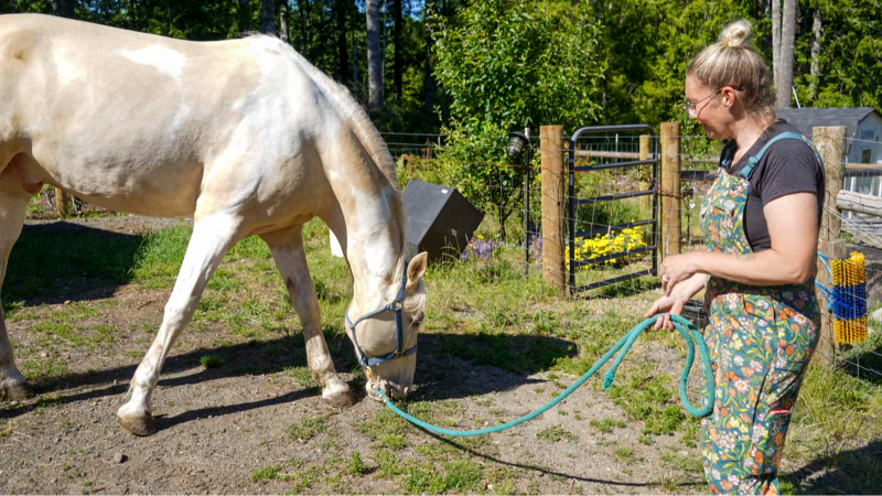 Pierce County rescue organization gives horses a safe place to heal