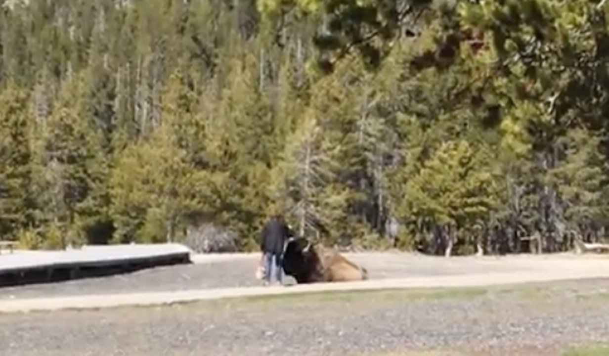 Tourist tests her luck by trying to pet bison
