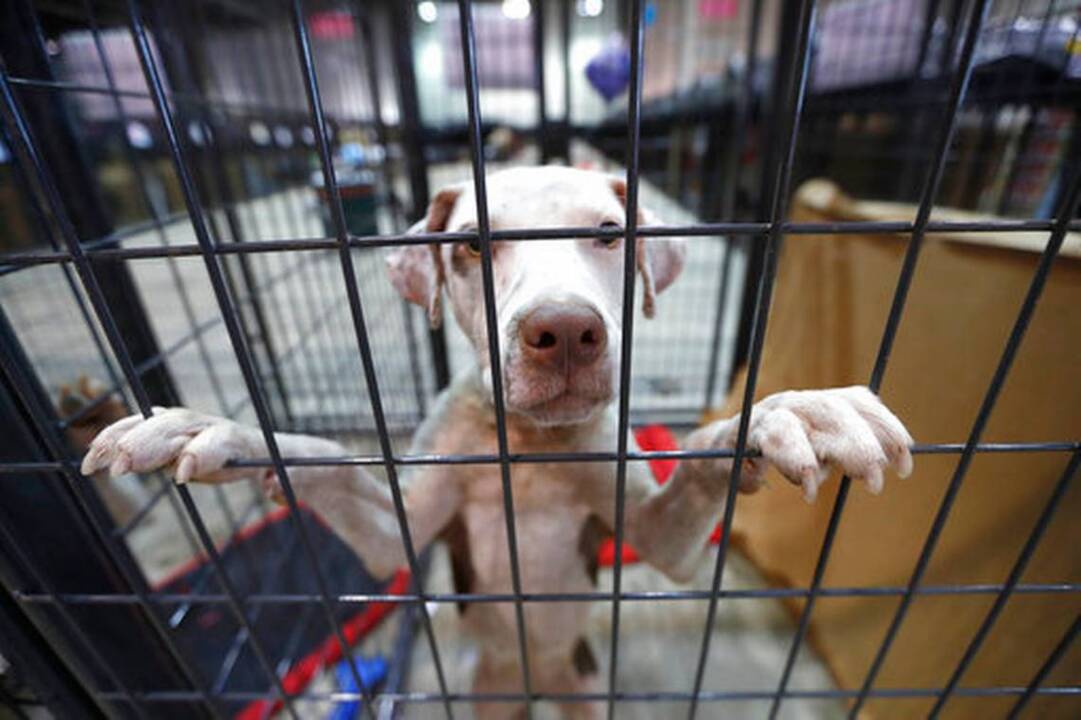 Hurricane Harvey cats and dogs land in Wichita 