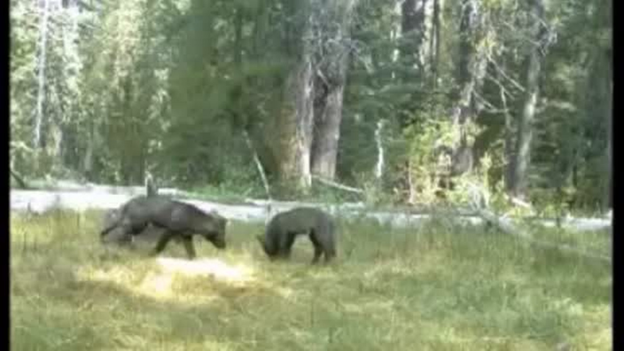 Offspring of California’s Shasta wolf pack spotted in Nevada