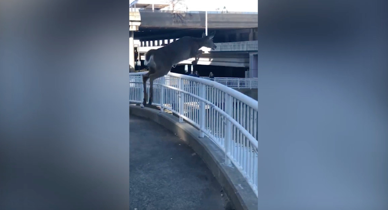 Watch deer dive into flooded river in Louisville