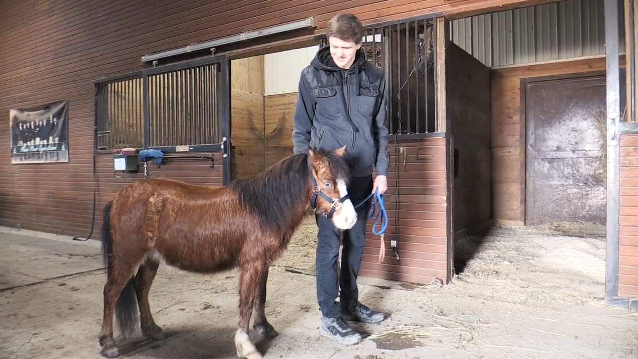 For Austin Miller, little horses lead to big smiles