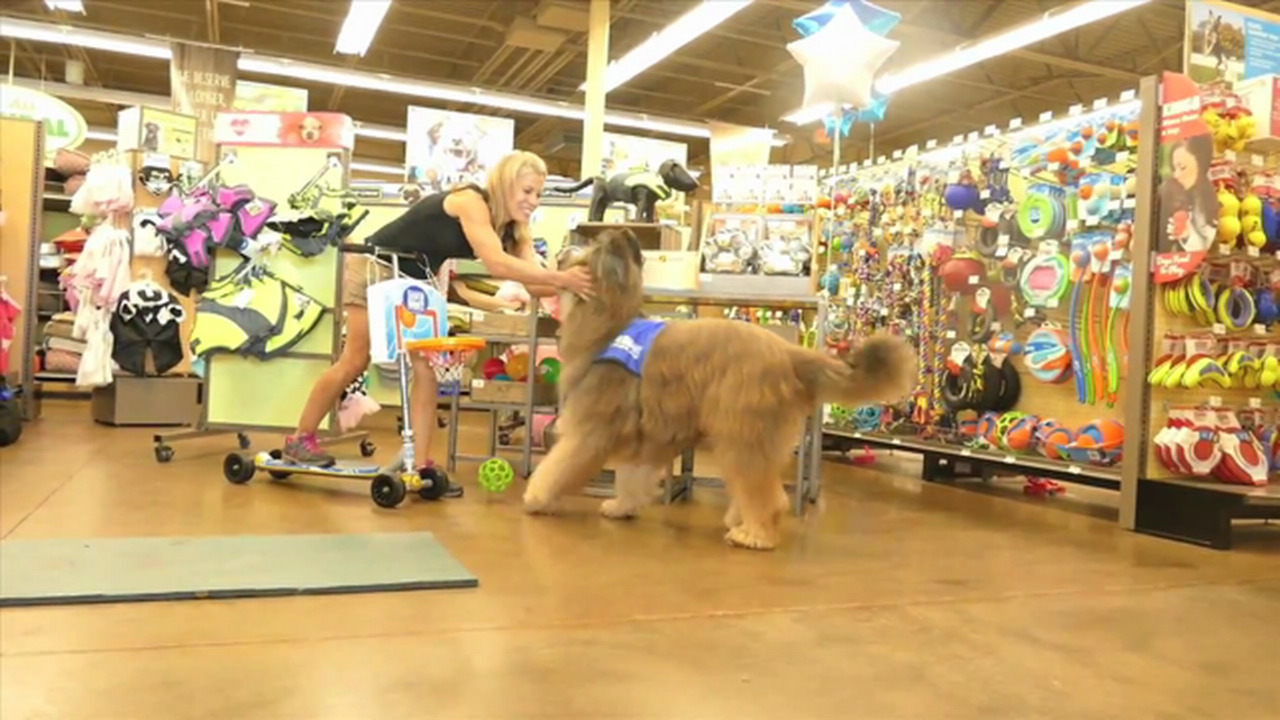 Norman the Scooter Dog shows off his tricks and Guinness World Record stunt