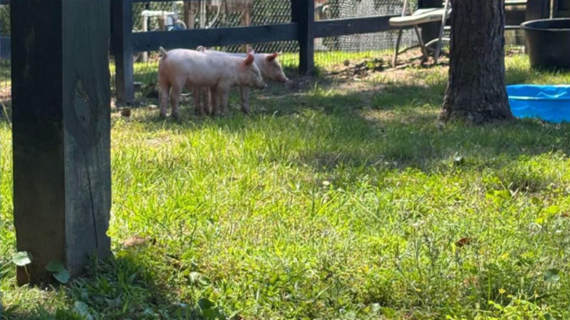 Senior prank at Bluffton school included pigs, fire extinguishers and pickle juice