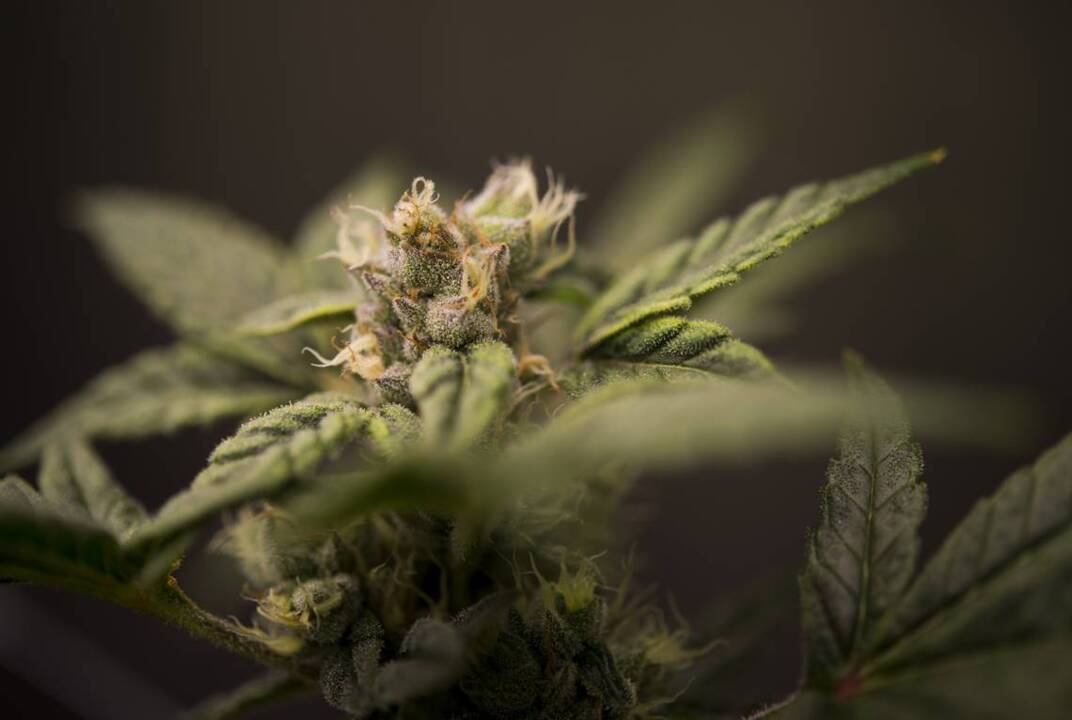 When can you drive with weed in your car? A consumer guide to California marijuana laws