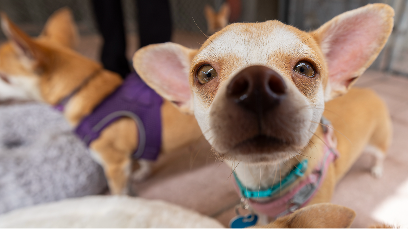 ‘Never-ending’ need: No-kill pet rescue marks 30 years in Fort Lauderdale