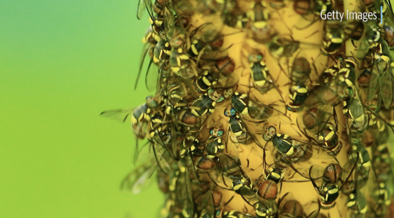 Backyard gardeners should be on the lookout for fruit tree pests
