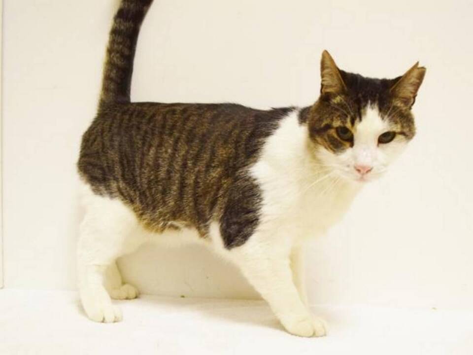 Meet ‘affectionate and playful’ Rowdy at the Bradshaw Animal Shelter. He’s free to adopt.