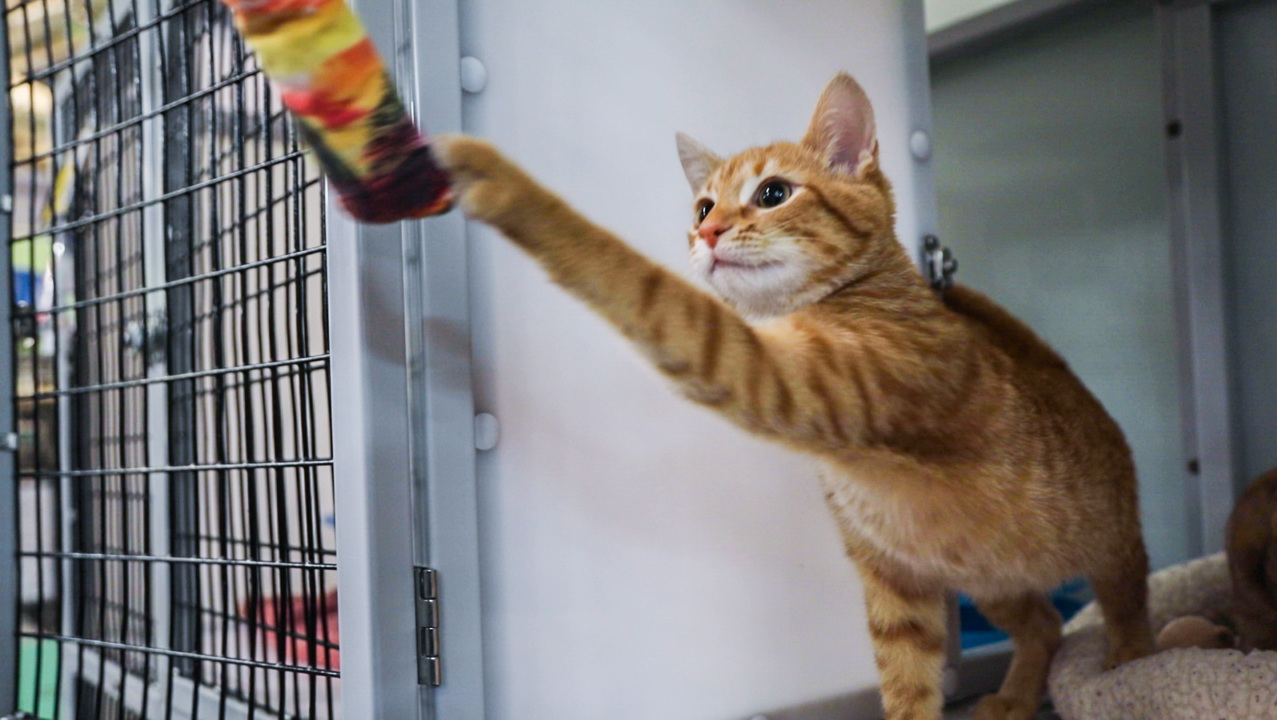 Will these rescued cats be home for Christmas? Adoption event this weekend aims to help.