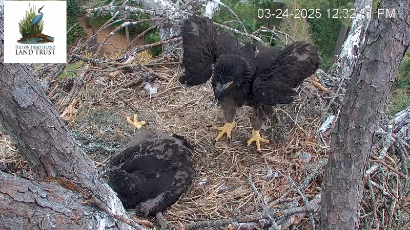 Watch as one of Hilton Head’s baby eagles stretches its wings, the other squawks