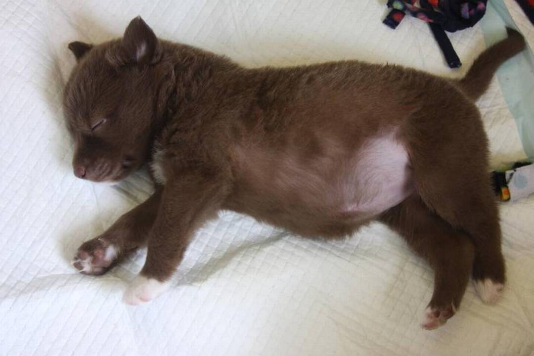 Here’s a smile for your day: Puppies getting baths at SPCA