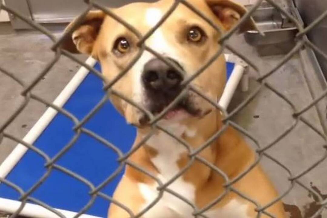 Dog waited two months to be adopted. Family drove 16 hours to save her life.