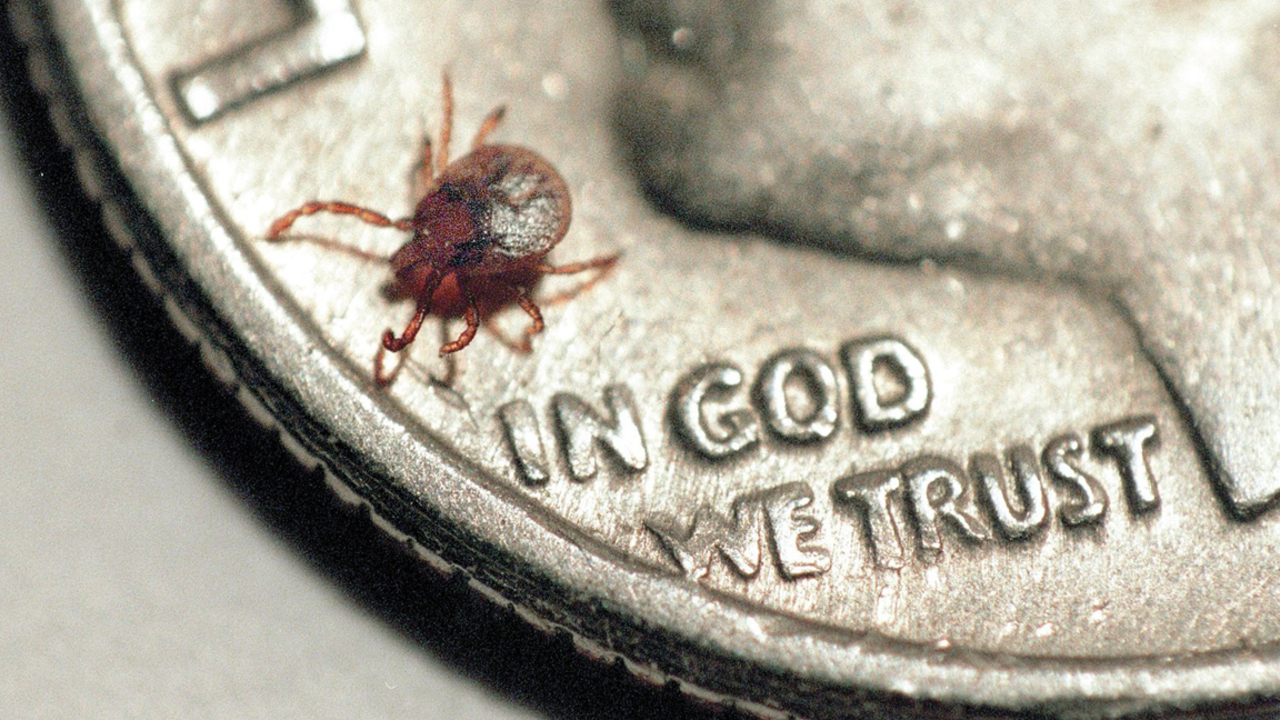 Here are the best ways to avoid ticks — and signs to look for after a bite