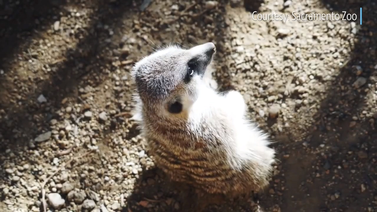 There’s a new family on the block: Meerkat exhibit opens at Sacramento Zoo
